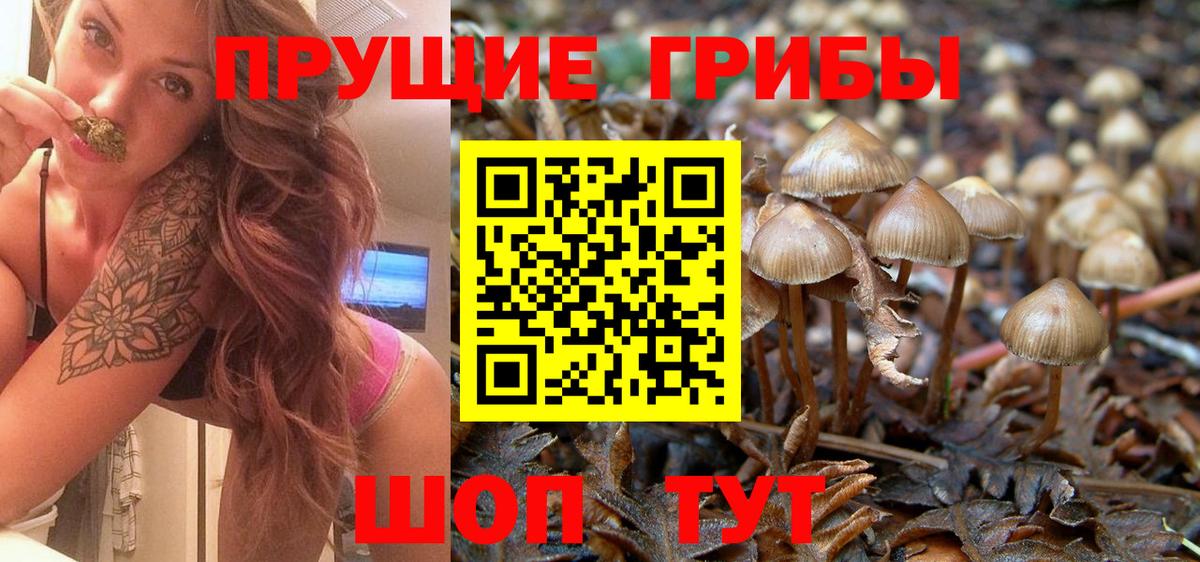 Галлюциногенные грибы Psilocybe  Псилоцибиновые грибы Magic Shrooms  Сосновый Бор  Вход с VPN 